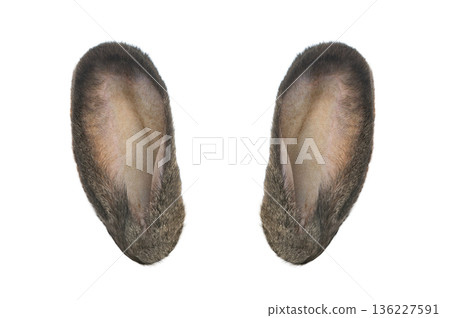 grey rabbit ears isolated on white background grey rabbit ears isolated on white background 136227591