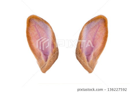 orange rabbit ears isolated on white background orange rabbit ears isolated on white background 136227592