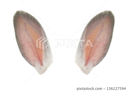 white rabbit ears isolated on white background white rabbit ears isolated on white background 136227594