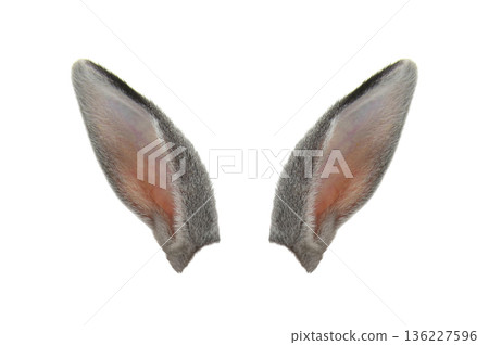grey rabbit ears isolated on white background grey rabbit ears isolated on white background 136227596