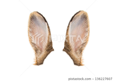 brown rabbit ears isolated on white background brown rabbit ears isolated on white background 136227607