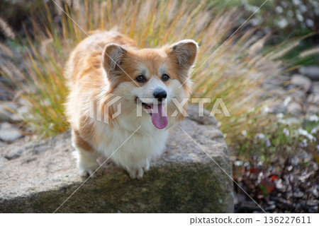 Young Corgi Female Dog In Autumnal Park. Close Up Portrait of Cute Fluffy Corgi Dog in a autumn nature landscape. Young Corgi Female Dog In Autumnal Park. Close Up Portrait of Cute Fluffy Corgi Dog in a autumn nature landscape. 136227611