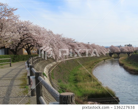 A mile-long bank of Somei Yoshino cherry trees A mile-long bank of Somei Yoshino cherry trees 136227638