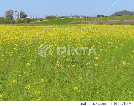 Blue spring sky and clusters of rapeseed flowers Blue spring sky and clusters of rapeseed flowers 136227639