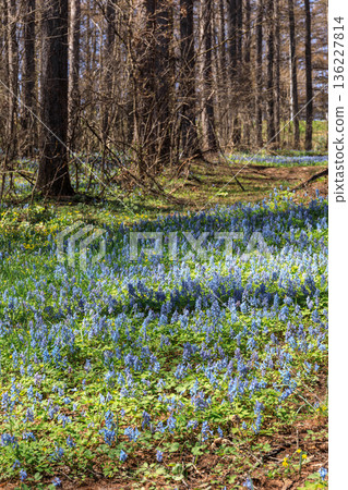 Corydalis ambigua gently colors the early spring forest in Furano, Hokkaido [April] 136227814