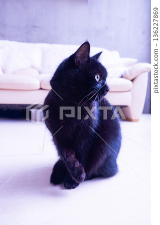 坐著的黑貓 136227869