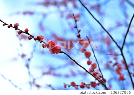美麗的早開梅花 美麗的早開梅花 136227996
