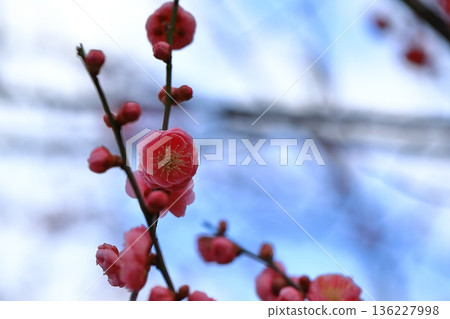 Beautiful early-blooming plum blossoms Beautiful early-blooming plum blossoms 136227998