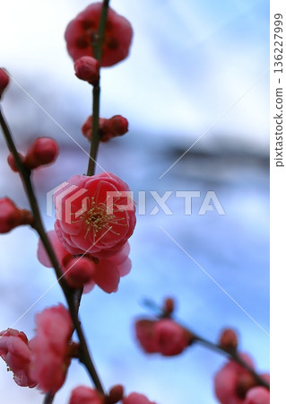 Beautiful early-blooming plum blossoms Beautiful early-blooming plum blossoms 136227999