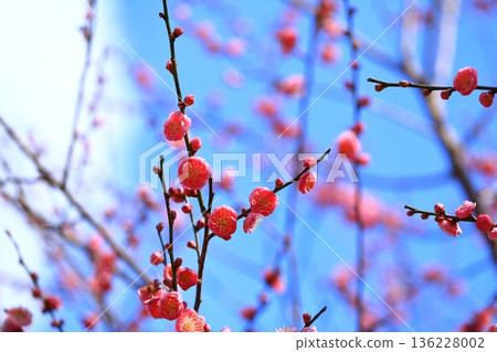 Beautiful early-blooming plum blossoms Beautiful early-blooming plum blossoms 136228002