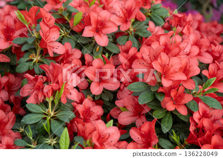 Azalea bud flower. Rhododendron plant in garden 136228049