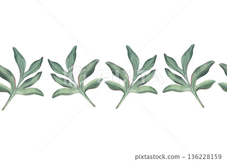 Seamless border with peony leaves. Hand-painted watercolor illustration isolated on white for invitations, posters, headers, packaging, stationery, branding, botanical, romantic design projects 136228159