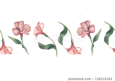 Seamless border with alstroemeria flowers. Hand-painted watercolor botanical illustration isolated on white for posters, headers, packaging, stationery, branding, romantic, wedding design projects 136228162