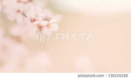 【春日粉紅櫻花背景】柔和綻放的櫻花與留白 | 自然紋理營造出溫柔的季節氛圍 136228166