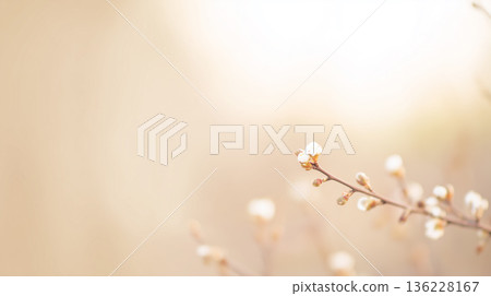 【春日粉紅櫻花背景】柔和綻放的櫻花與留白 | 自然紋理營造出溫柔的季節氛圍 136228167