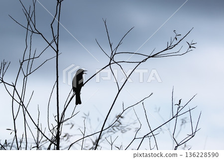 一隻棕耳鶲在寒冷的天空中鳴叫，它的身影清晰可見。 136228590