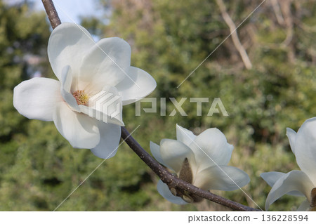 Close-up of a white magnolia flower / Magnoliaceae 136228594