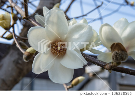 白色木蘭花的正面圖 / 木蘭科 136228595