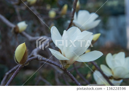 向上開放的白色木蘭花和花蕾特寫 / 木蘭科 136228596