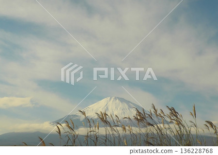 Snow-capped Mount Fuji and withered silver grass Snow-capped Mount Fuji and withered silver grass 136228768