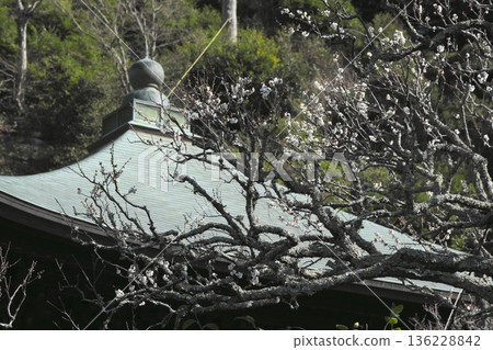 鎌倉瑞泉寺的早春:白梅開始綻放,正殿景色宜人。 鎌倉瑞泉寺的早春:白梅開始綻放,正殿景色宜人。 136228842
