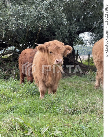 Cow Cow 136228969