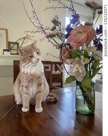 Cat Cat 136228971