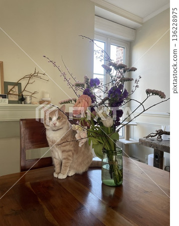 Cat Cat 136228975