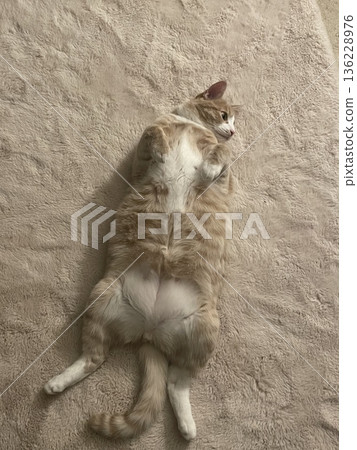 Cat Cat 136228976