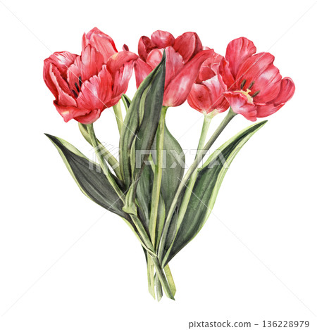 Bouquet five Red Tulips Watercolor composition, hand drawn floral cluster 136228979