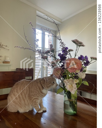cat 136228986