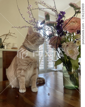 Cat 136228989