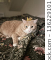 cat king 136229101