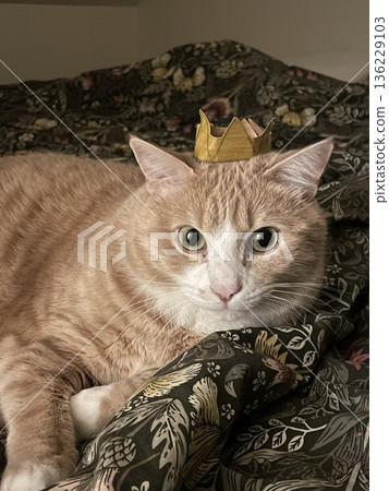 cat 136229103
