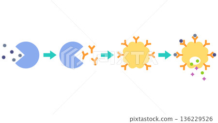 過敏是如何發生的：花粉症的機制 136229526