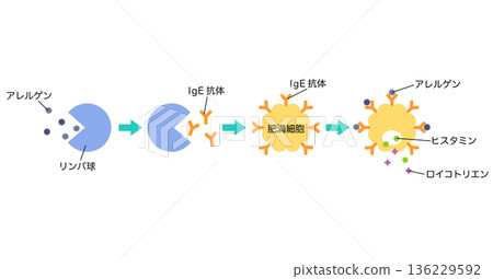 過敏是如何發生的:花粉症的機制 過敏是如何發生的:花粉症的機制 136229592