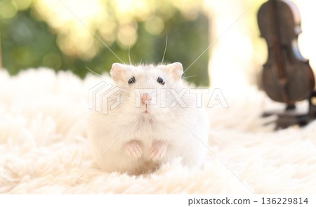 Morning with Djungarian hamster Morning with Djungarian hamster 136229814