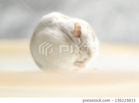 Manga Hamster Manga Hamster 136229815