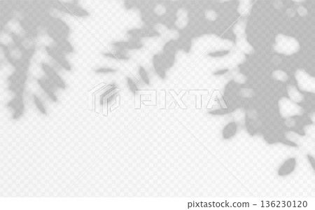 Shadow overlay blurred silhouette tree branch on a transparent background. Abstract foliage vector texture Shadow overlay blurred silhouette tree branch on a transparent background. Abstract foliage vector texture 136230120