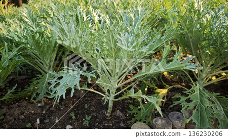White Russian Kale in the garden 136230206