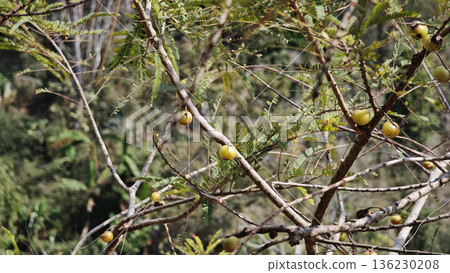 Indian gooseberry on the tree 136230208