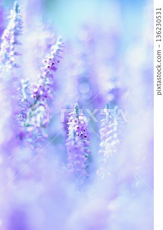 Fantastic flower Erica 136230531