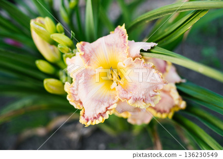 Pastel daylily with yellow center blooming 136230549