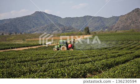 Tractor is spraying water in the green tea plantation. 136230594
