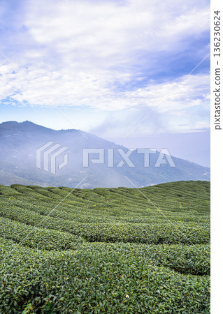 Tea leaf plantation garden leisure field tea field Tea leaf plantation garden leisure field tea field 136230624