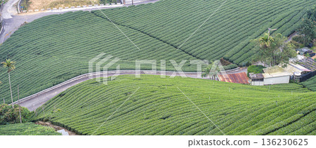 Tea leaf plantation garden leisure field tea field Tea leaf plantation garden leisure field tea field 136230625