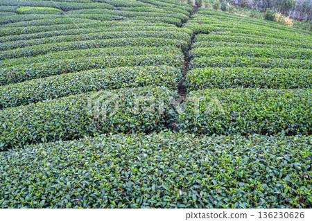 Tea leaf plantation garden leisure field tea field 136230626
