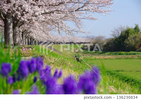 Ono Cherry Blossom Corridor, Ono City, Hyogo Prefecture 136230834