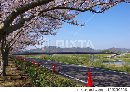 兵庫縣小野市小野櫻花走廊 兵庫縣小野市小野櫻花走廊 136230838