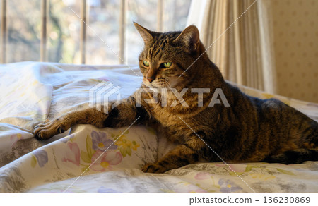 Cat relaxing in bed Cat relaxing in bed 136230869